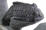 Cluster Of Three Hollardops Trilobites - Ofaten, Morocco #356898-7